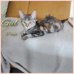 7 halve mainecoon/ragdoll kittens, Dieren en Toebehoren, Kater, Gechipt