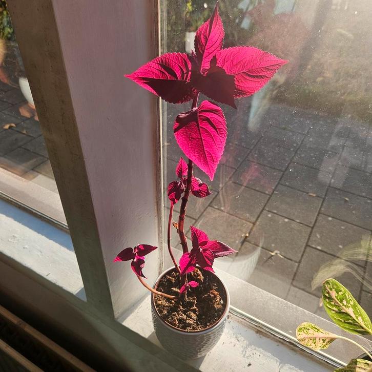 Diverse kamerplanten €10 p/s incl pot, Huis en Inrichting, Kamerplanten, Overige soorten, Minder dan 100 cm, Groene kamerplant