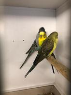 Grasparkieten Blackwing, Dieren en Toebehoren, Vogels | Parkieten en Papegaaien, Meerdere dieren, Parkiet