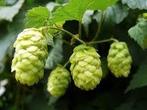 Hop, Humulus lupulus, klein stekje, Ophalen, Vaste plant, Halfschaduw, Klimplanten