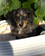 Lieve langharige dwerg teckel pups, Dieren en Toebehoren, Honden | Teckels en Dashonden, CDV (hondenziekte), 8 tot 15 weken, Dwerg