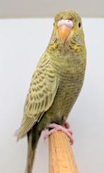 Dun fallow blackface/blackwing pop, Vrouwelijk, Parkiet