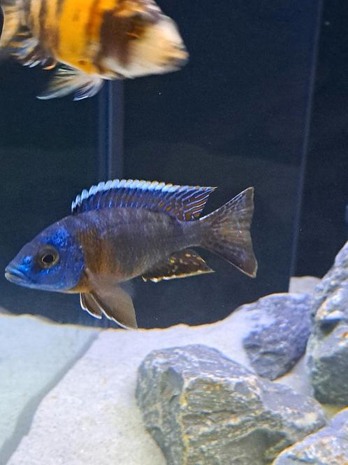 Aulonocara Haesbenchi cichliden, Dieren en Toebehoren, Vissen | Aquariumvissen, Vis