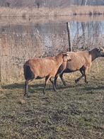 Barbados black belly ooien drachtig ruischapen schaap paard, Dieren en Toebehoren, Schapen, Geiten en Varkens, Vrouwelijk, Schaap