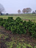 Chamaecyparis obtusa 'Nana Gracilis' - Dwergcipres, Tuin en Terras, Ophalen of Verzenden, Conifeer, Struik, Minder dan 100 cm