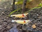 Crystal Red PRL, Dieren en Toebehoren, Kreeft, Krab of Garnaal, Zoetwatervis, Schoolvis