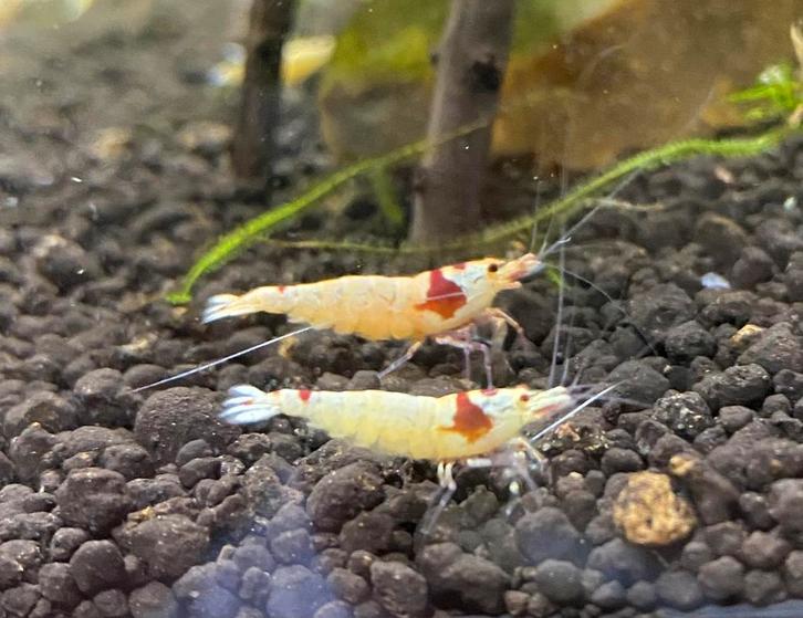 Crystal Red PRL, Dieren en Toebehoren, Vissen | Aquariumvissen, Zoetwatervis, Kreeft, Krab of Garnaal, Schoolvis