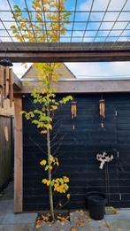 Ulmus clusius - Iep - 3-4 meter, Overige soorten, Lente, 250 tot 400 cm, Ophalen