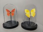 Taxidermie, vlinder in stolp BLOSSOM BROCANTE, Ophalen of Verzenden, Opgezet dier