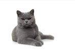 Brits korthaar met stamboom te koop, Dieren en Toebehoren, Katten en Kittens | Raskatten | Korthaar, Poes, Met stamboom
