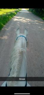 Gezocht! Bijrijpaard/pony, Dieren en Toebehoren, Paardrijkleding, Ophalen