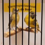 Koppel pastel zwartkopsijzen, Meerdere dieren, Geringd