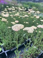 Achillea Credo, Ophalen of Verzenden, Zomer, Volle zon