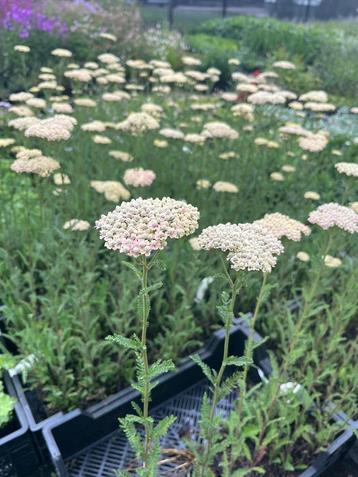 Achillea Credo beschikbaar voor biedingen