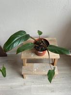 Philodendron red emerald, Huis en Inrichting, Kamerplanten, Ophalen of Verzenden, Overige soorten, Minder dan 100 cm