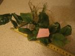 Aquarium plant Anubias [2], Ophalen of Verzenden, Nieuw, Plant(en), Steen of Hout
