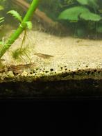 tijgergarnalen/ natuur kleur, Dieren en Toebehoren, Reptielen en Amfibieën, 0 tot 2 jaar