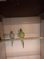 Koppel halsband parkieten, Dieren en Toebehoren, Vogels | Parkieten en Papegaaien, Meerdere dieren, Parkiet, Geringd