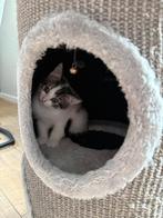 Kitten, Ophalen of Verzenden