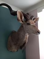 Kudu, Verzamelen, Dierenverzamelingen, Ophalen, Gebruikt