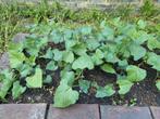 Pronkbonen moestuin, Tuin en Terras, Ophalen, Volle zon, Groenteplanten, Eenjarig