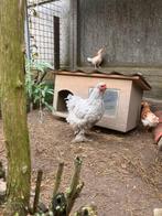 Brahma hen zilvergrijs, Dieren en Toebehoren, Pluimvee, Vrouwelijk, Kip