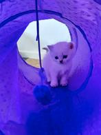 Britse Korthaar, Poes, 0 tot 2 jaar
