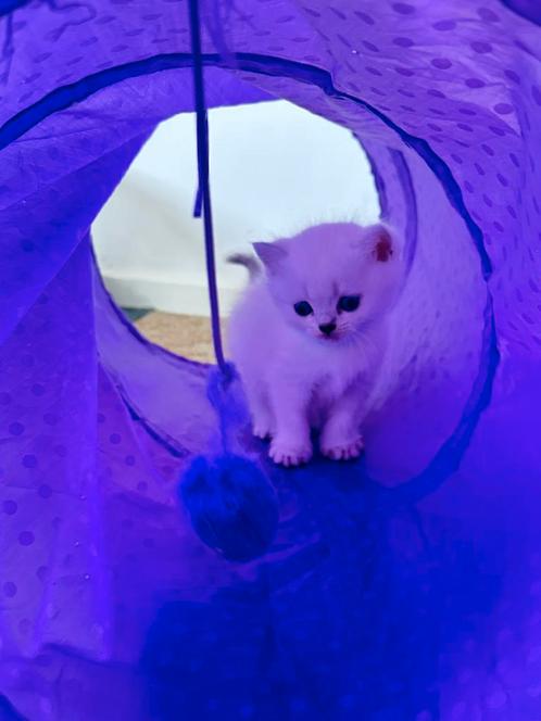 Britse Korthaar, Dieren en Toebehoren, Katten en Kittens | Raskatten | Korthaar, Poes, 0 tot 2 jaar