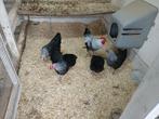 Sussex grijszilver krielkippen, Dieren en Toebehoren, Vrouwelijk, Kip