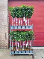 Hibiscus op stam nu €14.99, Ophalen of Verzenden, Overige soorten, Volle zon