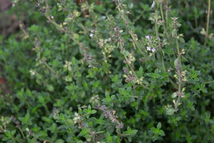 Citroentijm (Thymus  citriodorus), Tuin en Terras, Planten | Tuinplanten, Ophalen