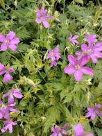 Zaden Reigersbek - Geranium Endresii, Verzenden, Voorjaar, Halfschaduw, Zaad