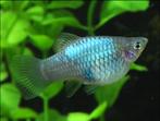 50 soorten kleurige vissen, Molly, zwaarddragers, platy, Vis