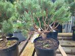 Pinus sylvestris umbrella, Tuin en Terras, Planten | Bomen, Ophalen, Volle zon, Overige soorten