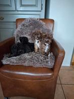 Poedel x maltipoo pups, Dieren en Toebehoren, Honden | Chihuahua's en Gezelschapshonden, Parvo, Overige rassen, 8 tot 15 weken