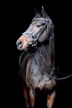 Lieve allround merrie, Dieren en Toebehoren, Paarden, 7 tot 10 jaar, 160 tot 165 cm, Recreatiepaard, Merrie