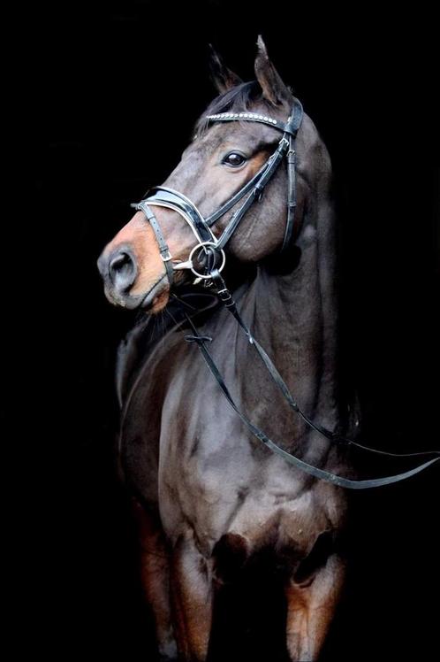 Lieve allround merrie, Dieren en Toebehoren, Paarden, Merrie, 160 tot 165 cm, 7 tot 10 jaar, Recreatiepaard, Gechipt, Ontwormd