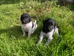 Friese Stabij pups, Dieren en Toebehoren, Overige rassen, 8 tot 15 weken, Meerdere, Meerdere dieren