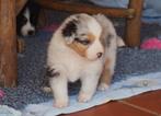 Australian Shepherd Pups, Dieren en Toebehoren, Rabiës (hondsdolheid), Overige rassen, 8 tot 15 weken, Meerdere