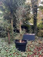 Mooie grote olijfboom in pot, Tuin en Terras, Bloeit niet, 100 tot 250 cm, Olijfboom, Ophalen