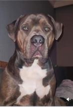 Amerikaanse XLBully reu op zoek naar liefdevol, rustig thuis, Rabiës (hondsdolheid), 1 tot 2 jaar, Eén hond, Nederland