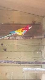 Rosella, Dieren en Toebehoren, Meerdere dieren, Parkiet