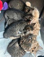 Lieve aanhankelijke kittens, 8 weken jong, Dieren en Toebehoren, Meerdere dieren, Kortharig, 0 tot 2 jaar