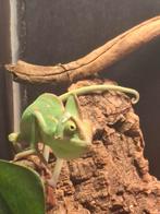 Jonge kameleon, Dieren en Toebehoren, 0 tot 2 jaar