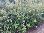 Steeneik voor een haag (quercus ilex), Ophalen, Overige soorten, Haag, Minder dan 100 cm
