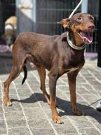 ACE: Octar is een en al vriendschap, een echte speelkameraad, Dieren en Toebehoren, Honden | Niet-rashonden, Particulier, Rabiës (hondsdolheid)