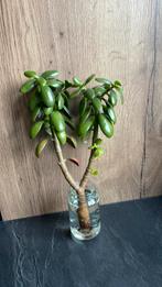 Vetplanten stek, Huis en Inrichting, Kamerplanten, Ophalen of Verzenden, Overige soorten, Minder dan 100 cm