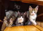 Prachtige en erg lieve kittens, Dieren en Toebehoren, Katten en Kittens | Overige Katten, Meerdere dieren