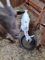 Jong Hoornloos Dwerggeitje te koop, Dieren en Toebehoren, Vrouwelijk, Geit, 0 tot 2 jaar