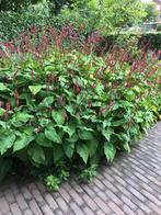 Eco tuincentrum Vlijmen (Den Bosch), Ophalen, Zomer, Overige soorten, Halfschaduw